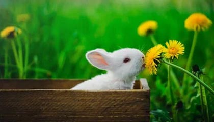 世界杯赛事直播平台-2026雄安马拉松定档4月12日，1月28日开启报名